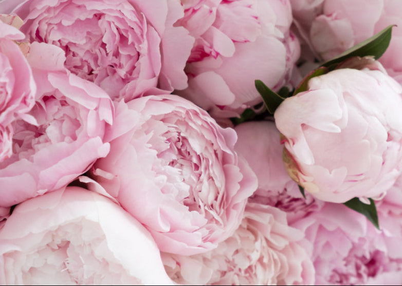Fleur de Pivoine