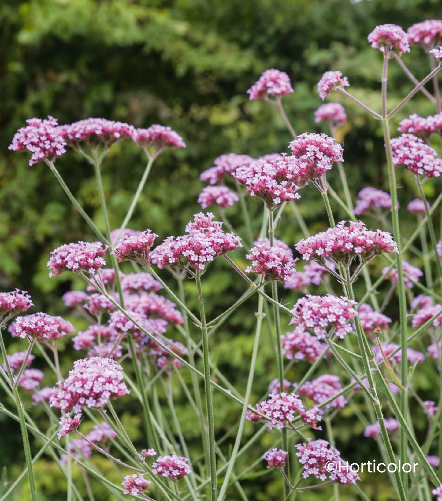 Verveine