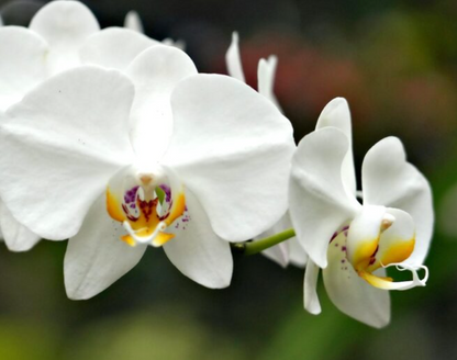 Orchidée blanche